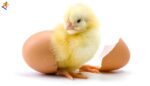 Tavuk ve yumurta paradoksu