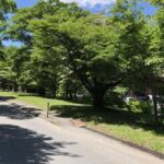 Ağaç Gölgesinin Serinliği